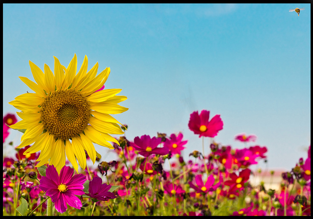 Who Do You Think I Am?