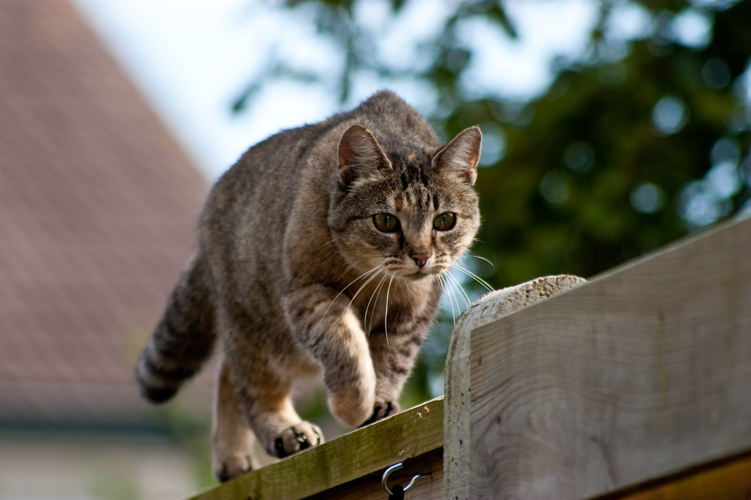 Guerilla Ruthlessness