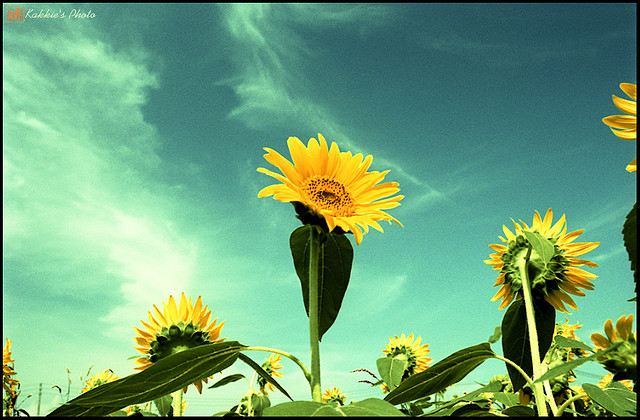 Process, and Culture