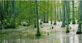 The Bubble in The Swamp