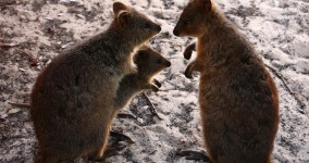 Some Thoughts On Mentoring