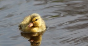 #GHC13: Panel on Entrpreneurship