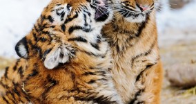 Conferences, Code of Conducts, and Being #ThatWoman