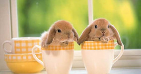 Panel Discussions and Dissent