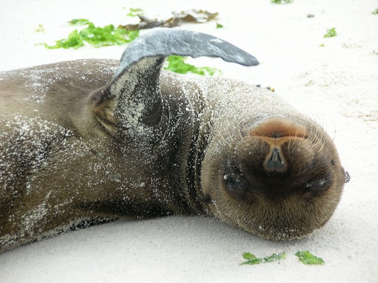 The Goals Spreadsheet